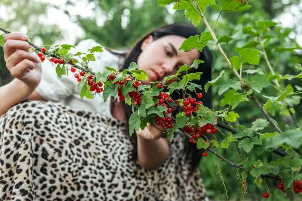 A selective focus shot of a woman picking redcurrant in garden