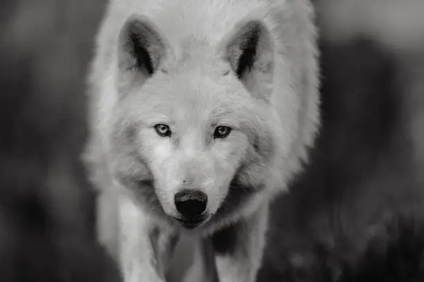 A closeup shot of a white wold