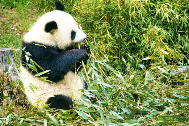 istock big panda sitting eating bamboo. Endangered species. Black and white mammal 1443190578