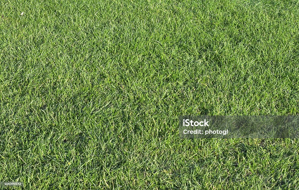 Vide champ de VERT HERBE - Photo de Agriculture libre de droits