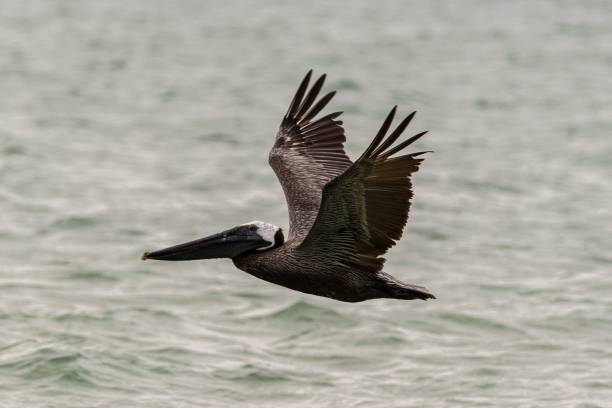 istock Cormorant with wings spread widely soaring over the sea 1443190871