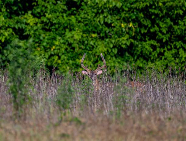 istock Wild deer hiding on long grasses in the forest 1443191181