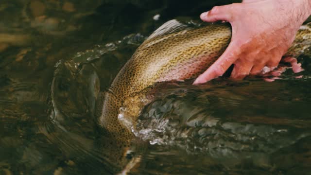 shallow focus of a guy letting a trout back into the water