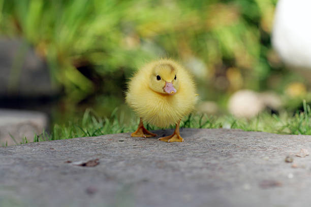 Ducky Duckling stock photo