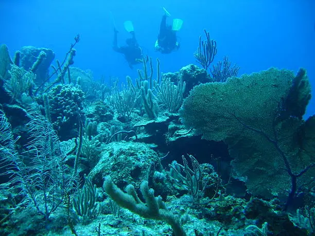 Scuba-diving in the Caribbean sea