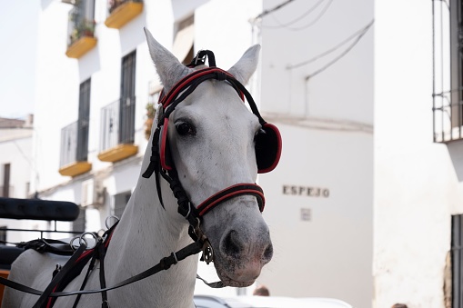 A closeup shot of white horse with bridle attached to a carriage in a street in Cordoba city, Spain