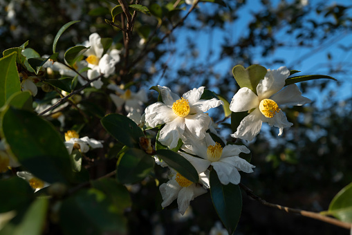 Tea tree blossom in Fujian province, China