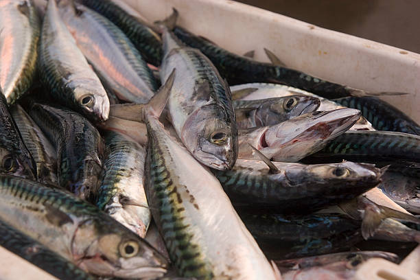 pronto para o mercado de peixe - market fish mackerel saltwater fish - fotografias e filmes do acervo