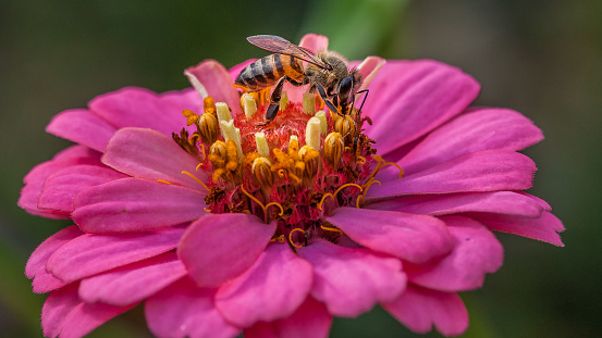 A beautiful pink flower being kissed by a bee.