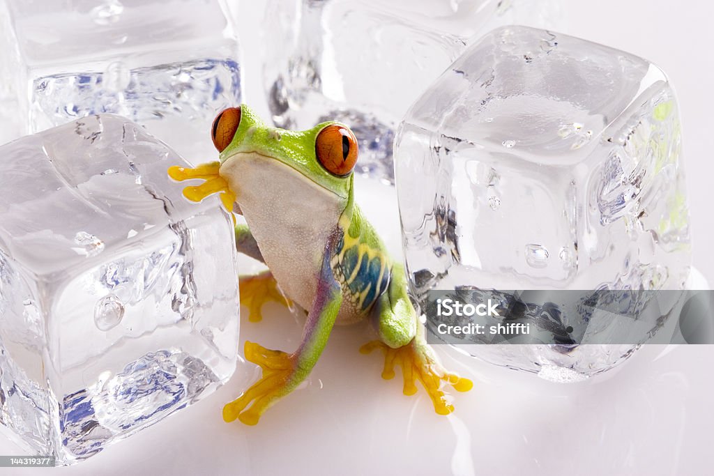 Rotaugenlaubfrosch Frosch - Lizenzfrei Eiswürfel Stock-Foto