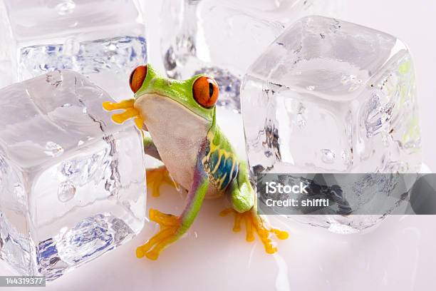 Rotaugenlaubfrosch Frosch Stockfoto und mehr Bilder von Eiswürfel - Eiswürfel, Abstrakt, Amphibie