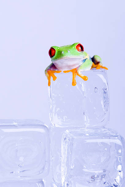 Red-eyed frog stock photo