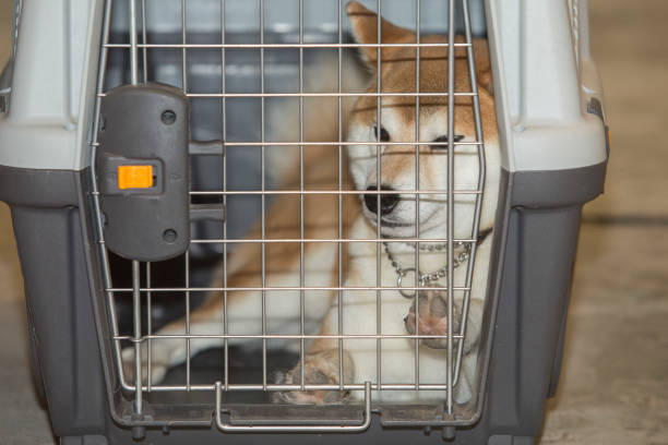 Happy Latin American veterinarian taking a dog out of his kennel at an animal shelter and smiling
