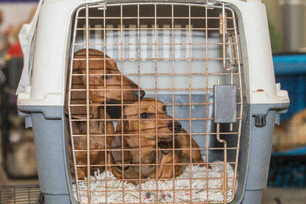 istock Pure breed dachshund mother and son 1443194540