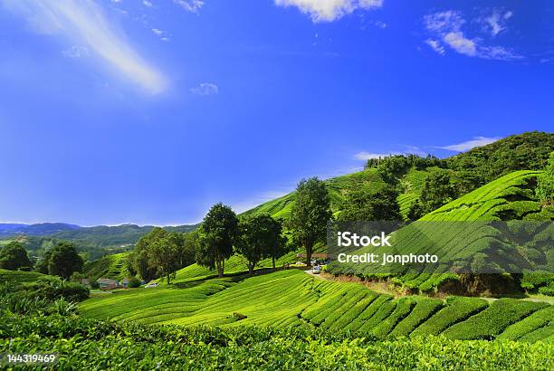 Plantação De Chá No Cameron Highland Campos - Fotografias de stock e mais imagens de Cameron Highlands - Cameron Highlands, Agricultura, Ao Ar Livre