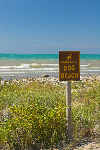 Dog Beach stock photo