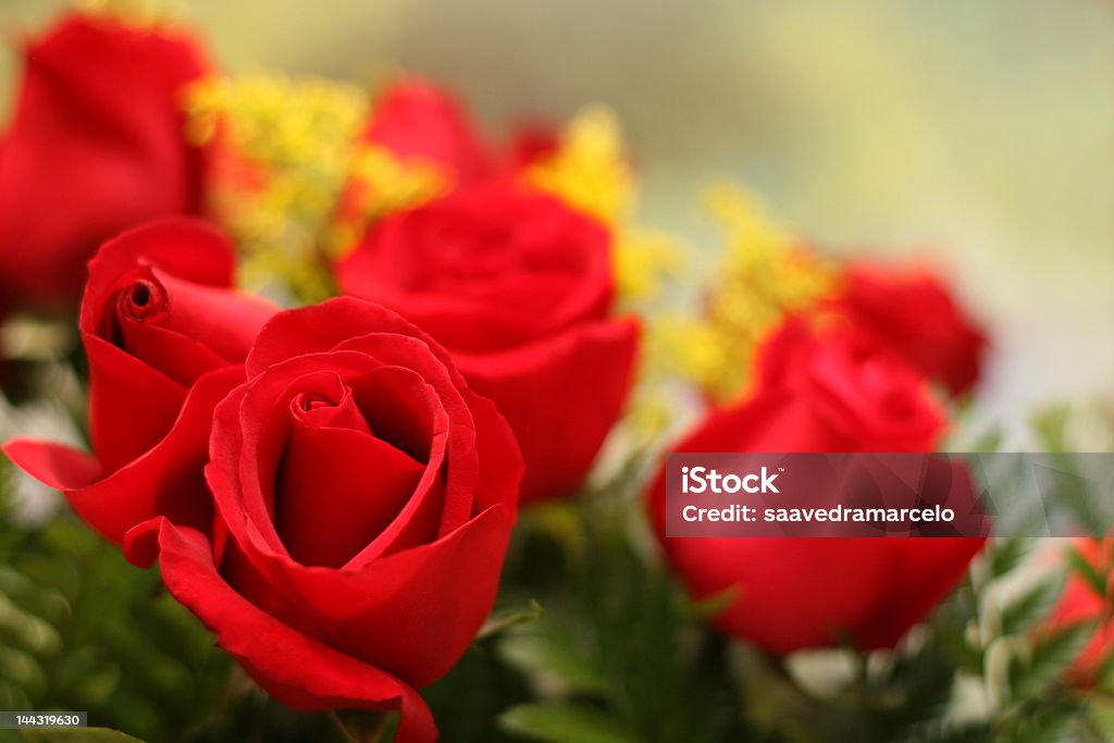Rosas rojas. - Foto de stock de Fondos libre de derechos