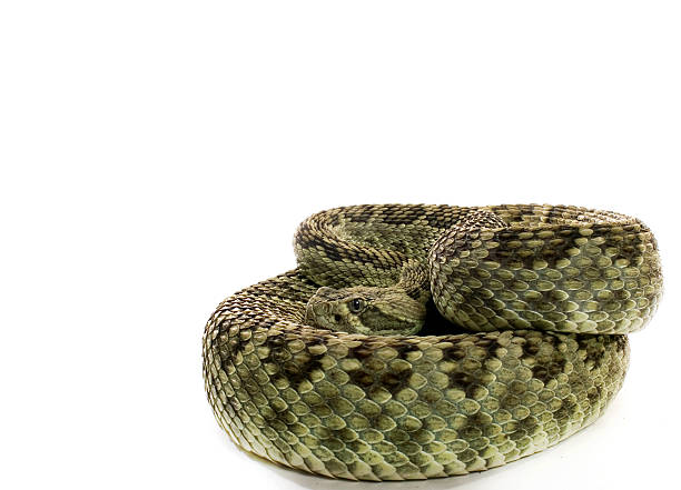 istock Mojave Green Rattlesnake 144319648