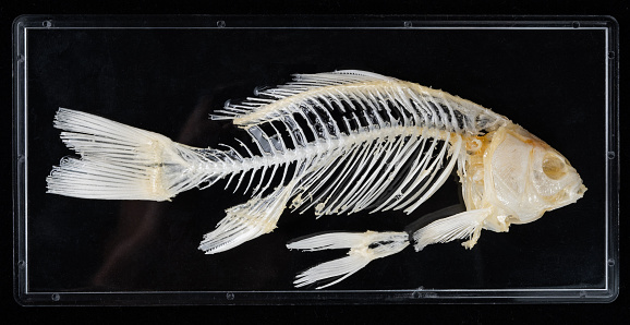 Fish skeleton on black background