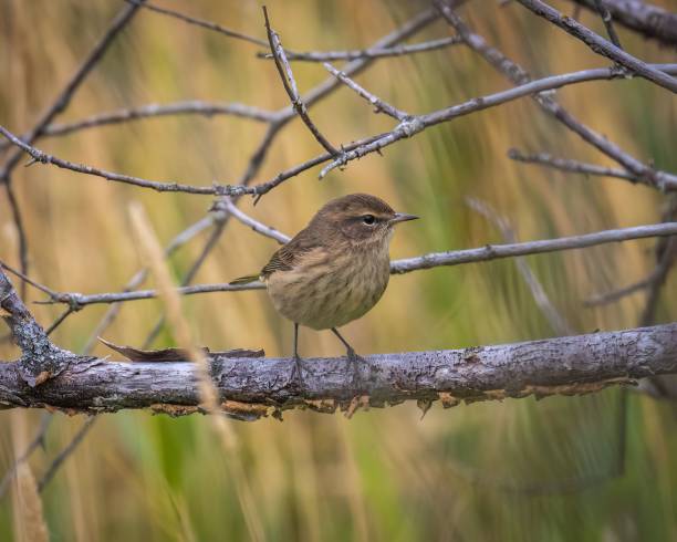 istock Closeup of a cute Palm Warbler on branches in a forest 1443196866