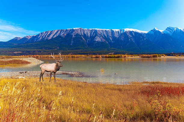 istock Deer grazing on the lake 1443196997