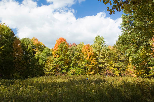 Autumn landscape stock photo