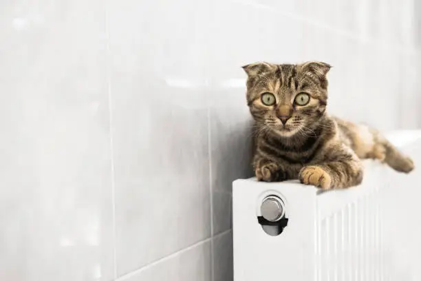 Photo of A domestic cat keeps warm in winter lying on a radiator indoors. Cold time, heating season with a pet.