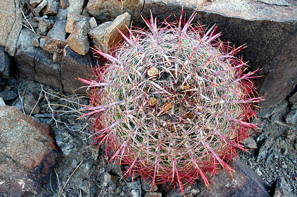 Red pokey ball of doom! stock photo