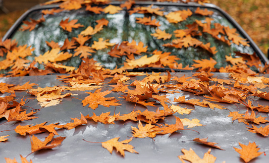 The hood and windshield of the car, covered with fallen autumn leaves, wet after the rain.