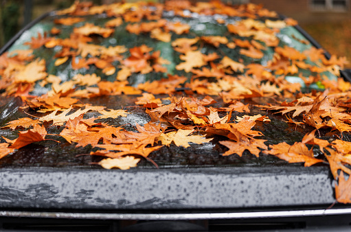 A black car is covered with colorful leaves and raindrops, after the rain in autumn.