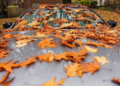 Silver car covered with colorful leaves on a rainy day in autumn, close-up.