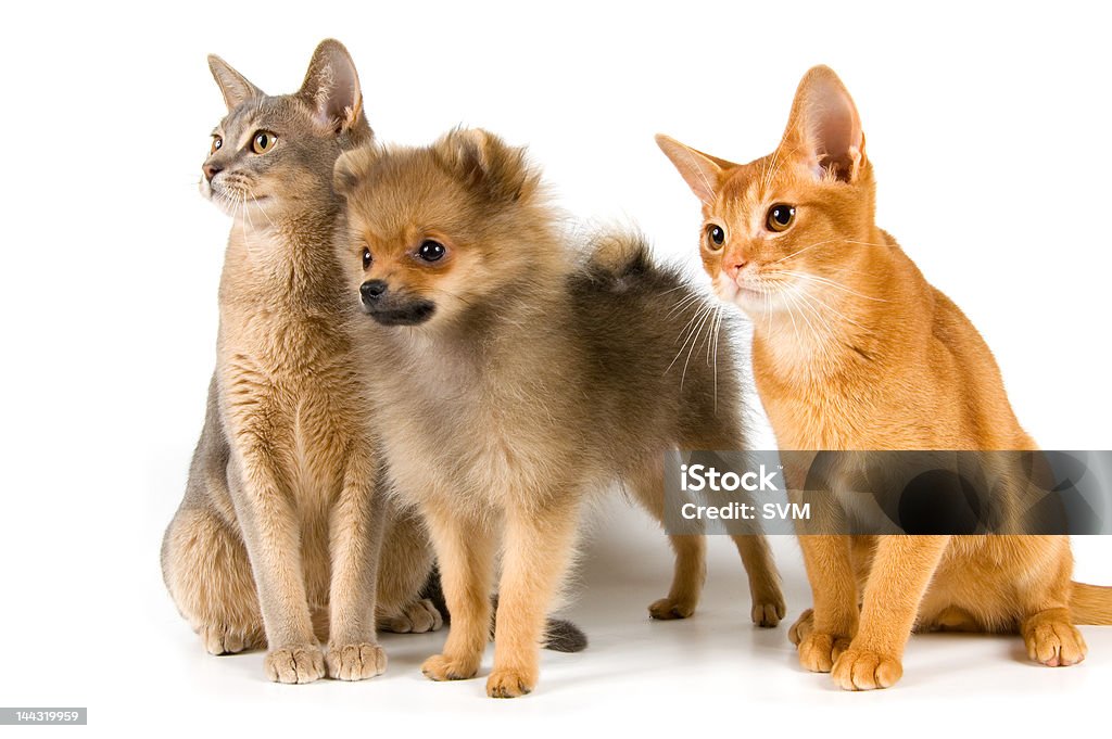 Kittens and the puppy Kittens of Abyssinian breed and the puppy of the spitz-dog Animal Stock Photo