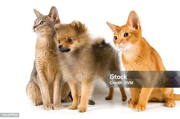 Kittens And The Puppy Stock Photo - Download Image Now - Animal, Animal Whisker, Beauty