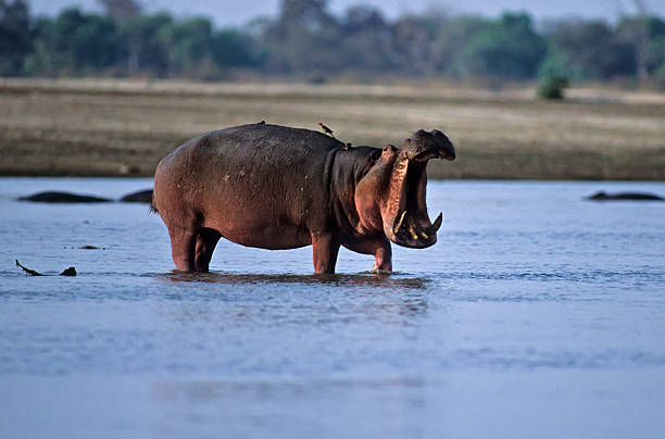 istock Africa-Hippopotamus threat display 144320128