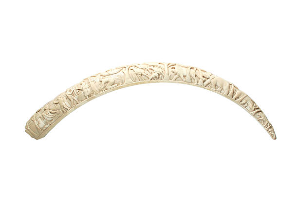 Elephant tusk Elephant's carved tusk. tusk stock pictures, royalty-free photos & images