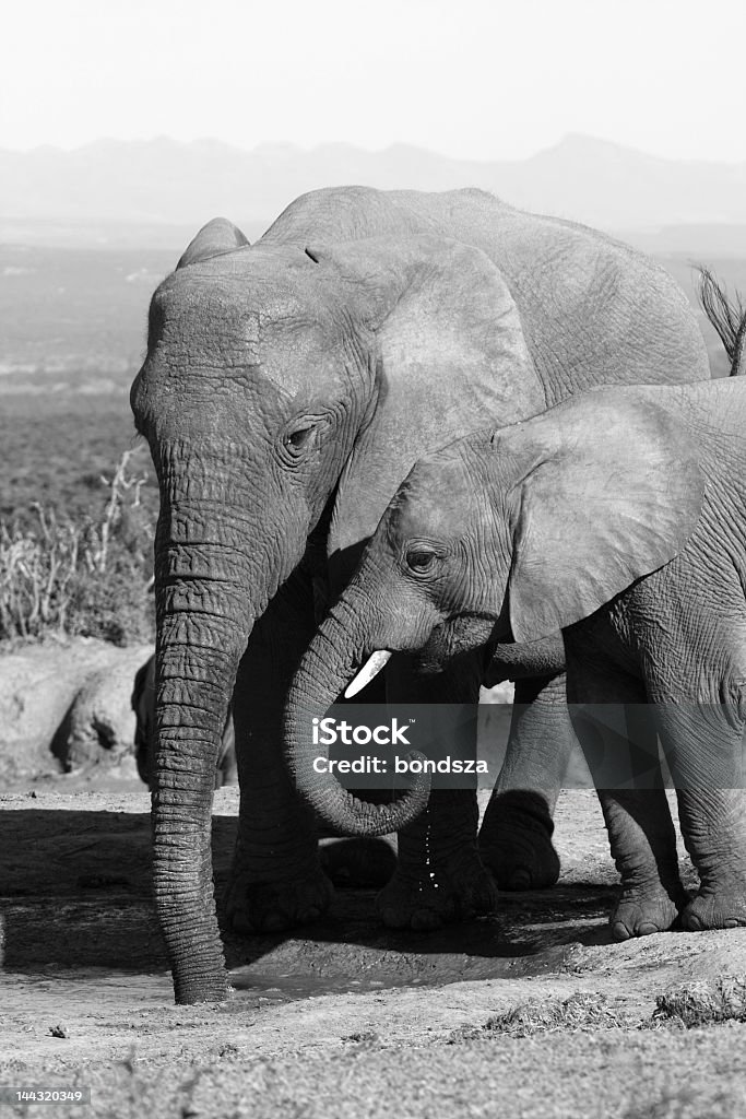 Elefante Mãe e filha - Foto de stock de Andar royalty-free