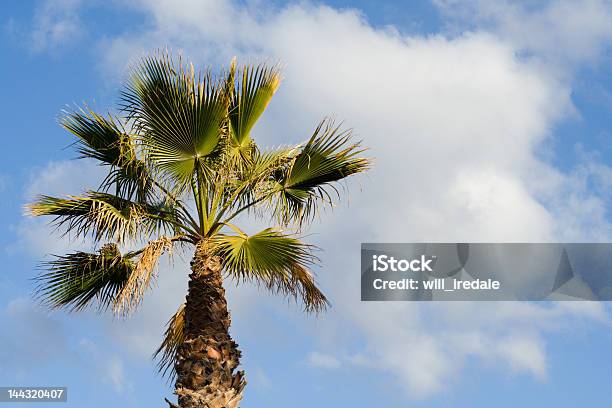 Photo libre de droit de Palm Tree banque d'images et plus d'images libres de droit de Arbre - Arbre, Arbre tropical, Bleu