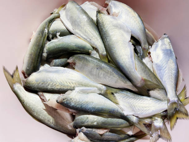 istock Fresh raw sea bream fish in a plastic bowl 1443204308