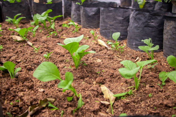 fresh spinach vegetable field on hydroponic method stock photo