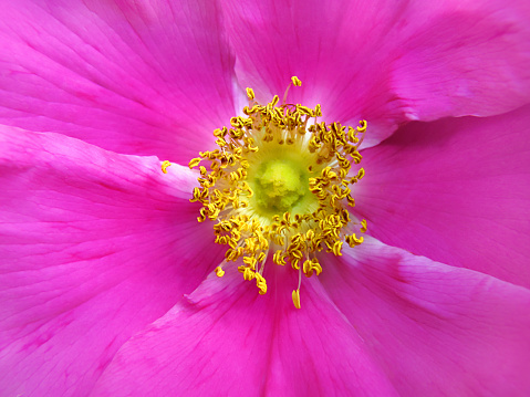 Beautiful flower of a dog rose, closeup natural backgrond