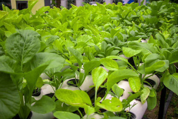 fresh spinach vegetable field on hydroponic method stock photo
