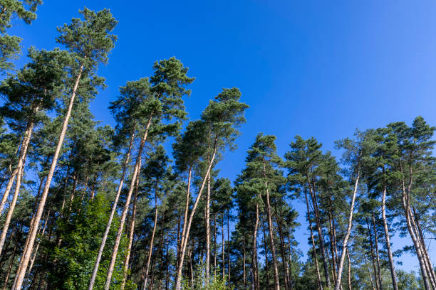 istock Tall trees in a pine forest illuminated by sunlight 1443205711