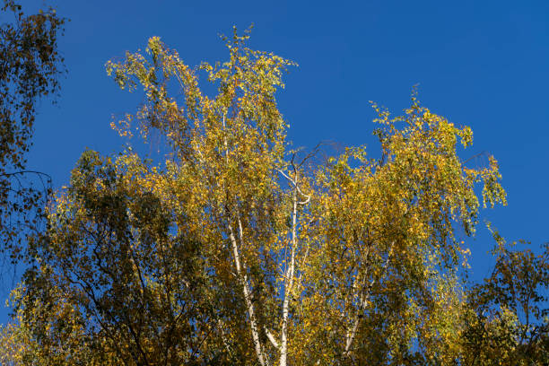 Colored birch tree foliage in autumn Colored birch tree foliage in autumn, colorful birch leaves in early autumn in sunny weather birch gold group reviews safety stock pictures, royalty-free photos & images