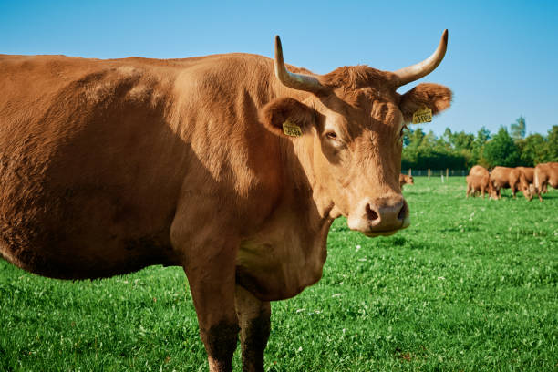 istock Red cow on summer pasture 1443205843
