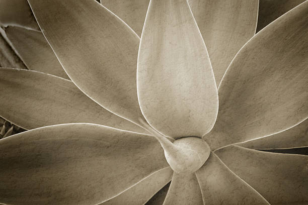 istock desert yucca plant with slight brown tone 144320606