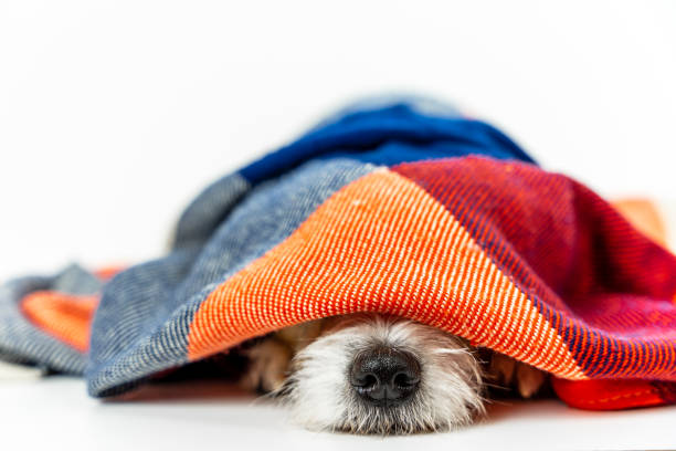 カラフルな毛布の下で眠っている犬 - 布団　冬 ストックフォトと画像