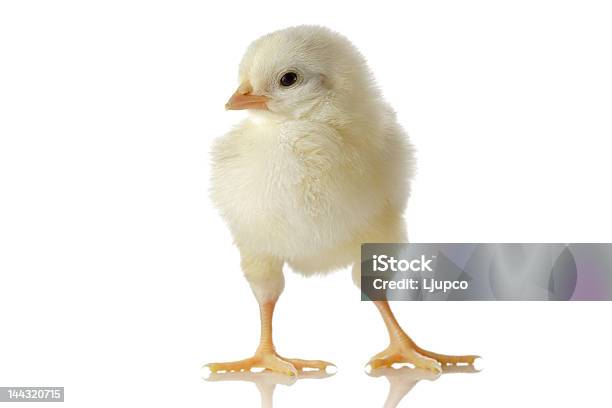 Милый Маленький Ребенок Курица — стоковые фотографии и другие картинки Молодняк птицы - Молодняк птицы, Цыплёнок, Без людей