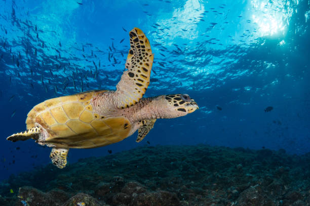 istock Hawksbill Sea turtle Swimming above beautiful coral reef 1443207340