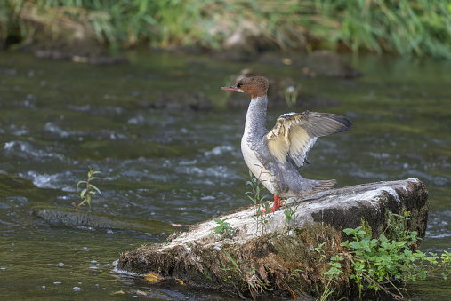 Female common goosander (Mergus merganser) flapping wings on a rock.