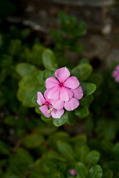 Madagascar Periwinkle Blooms Madagascar Periwinkle Blooms with water droplets ammocallis rosea stock pictures, royalty-free photos & images